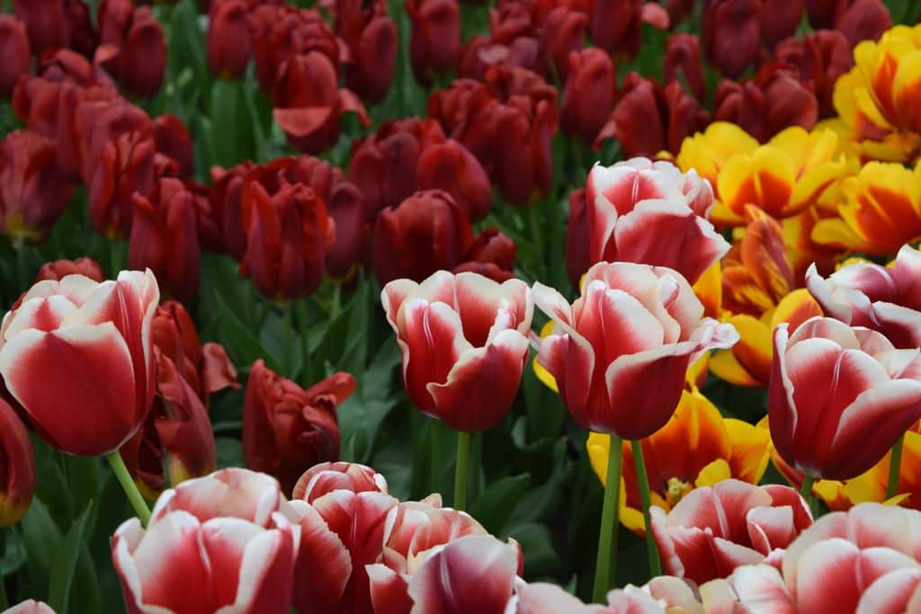 Tulpen.